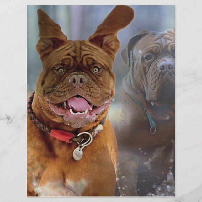 Papier Mastiff Plus (Devant)