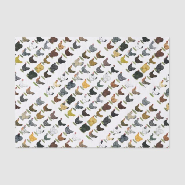 Papier Mousseline 49 poules de poulet (Recto)