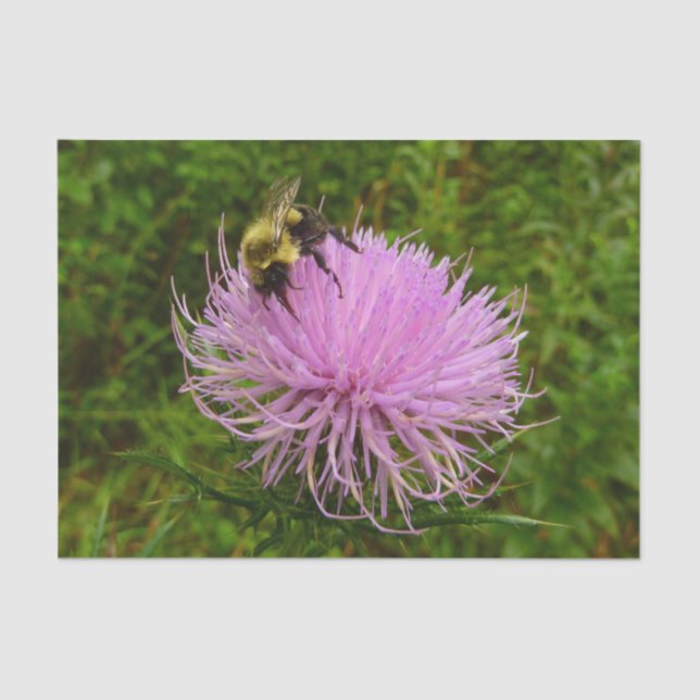 Papier Mousseline Abeille sur Fleur de Chardon Nature (Recto)