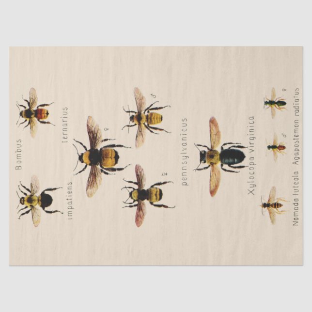 Papier Mousseline Abeilles Vintages (Recto)