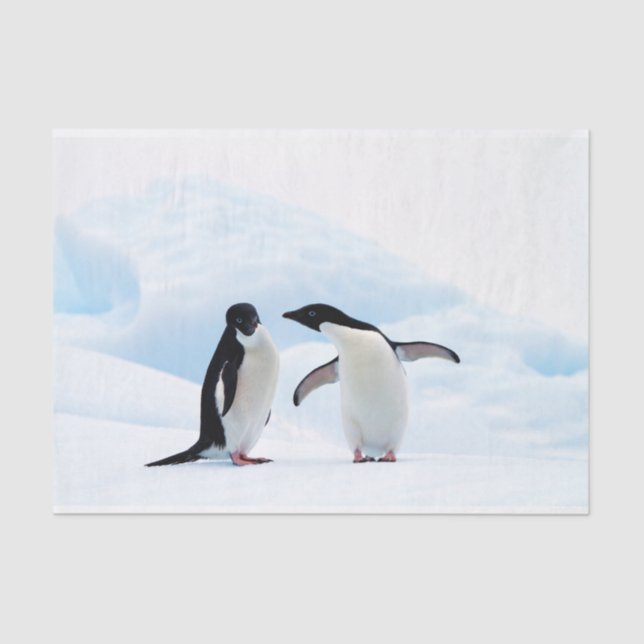 Papier Mousseline Adelie Penguins (Recto)