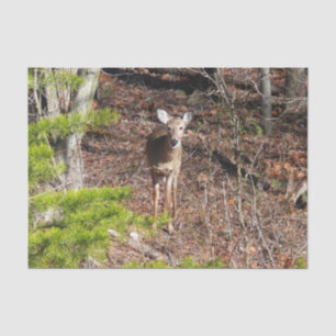 Papier Mousseline Adorable Cerf dans les Bois Photographie de la nat