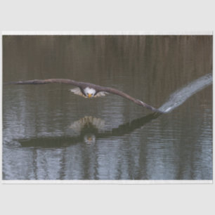 Papier Mousseline Aigle de Bald en vol