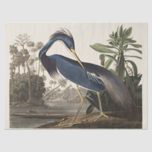 Papier Mousseline Aigrette de Louisiane, oiseau, Art vintage d'Audub