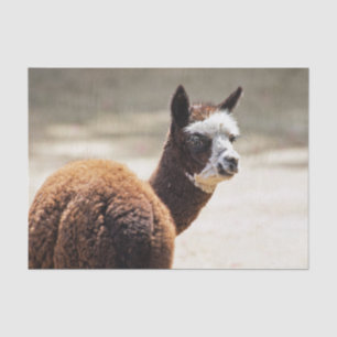 Papier Mousseline Alpaca photo d'animaux Brown et blancs