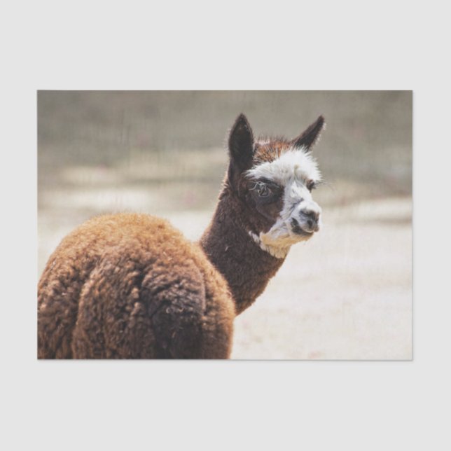 Papier Mousseline Alpaca photo d'animaux Brown et blancs (Recto)