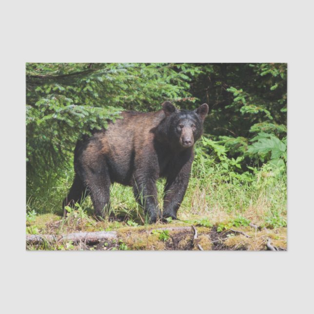 Papier Mousseline Alpha ours noir (Recto)