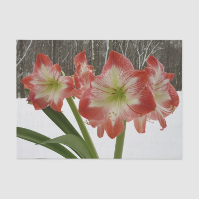 Papier Mousseline Amaryllis en Fête Rouge Neige Hiver Floral (Recto)