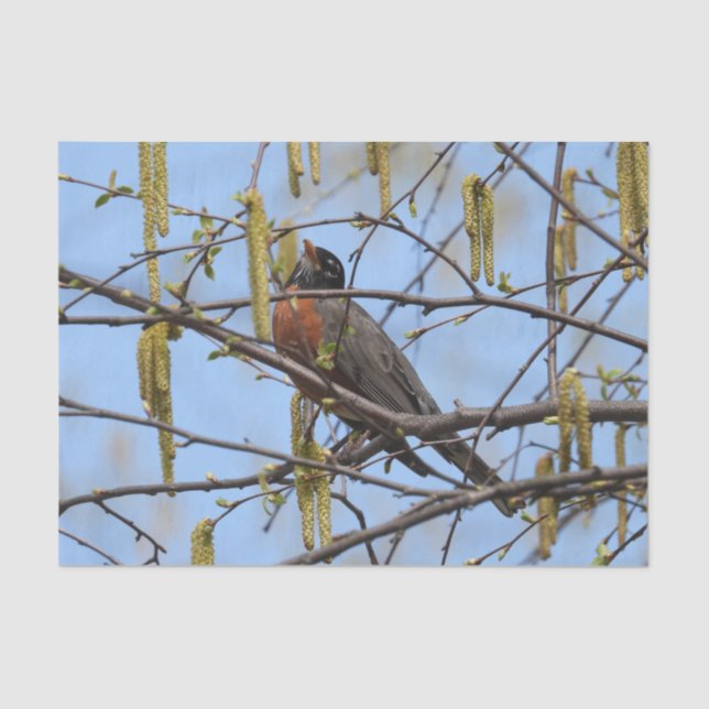 Papier Mousseline American Robin Spring Blossoms Catkins (Recto)