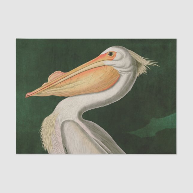 Papier Mousseline American White Pelican Birds of America Audubon (Recto)