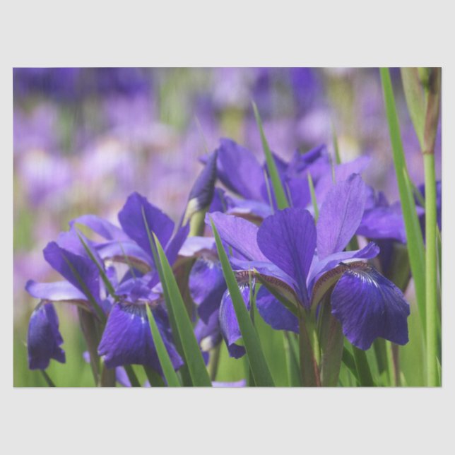 Papier Mousseline Améthyste Purple Irises (Recto)
