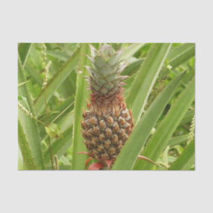 Papier Mousseline Ananas sauvage Fruit tropical dans la nature