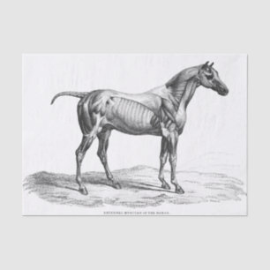 Papier Mousseline Anatomie musculaire du cheval rétro