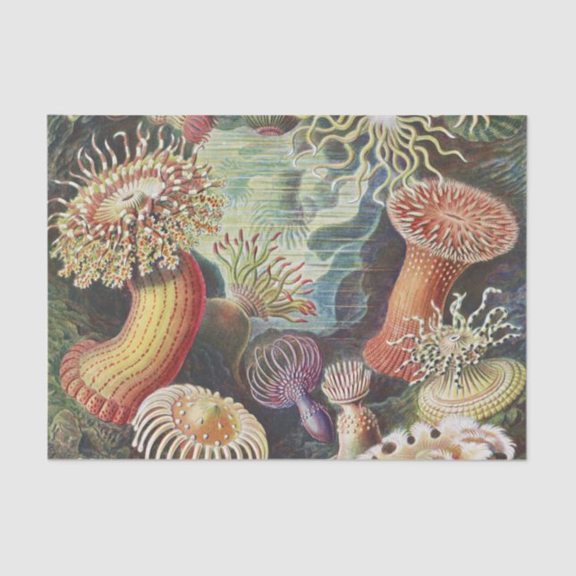 Papier Mousseline Anémones de mer, Actiniae Seeanemonen Ernst Haecke (Recto)