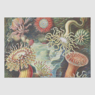 Papier Mousseline Anémones de mer de Haeckel Collage d'art de vie na