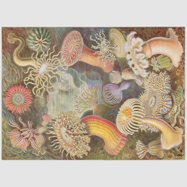 Papier Mousseline Anémones de mer Ernst Haeckel Découpage Tissu (Recto)