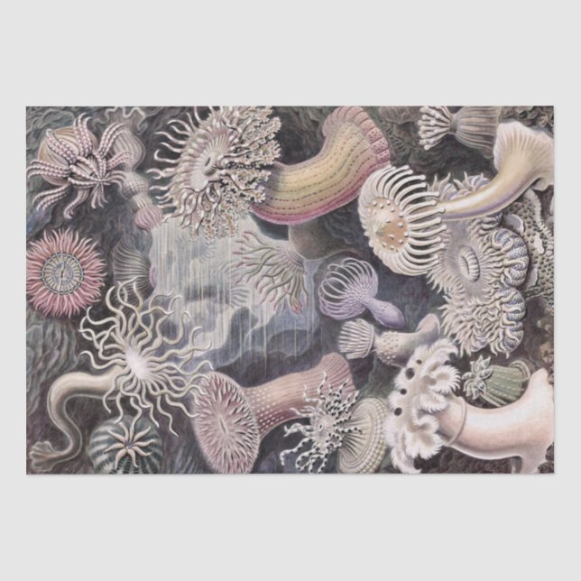 Papier Mousseline Anémones sous-marines par Ernst Haeckel (Recto)