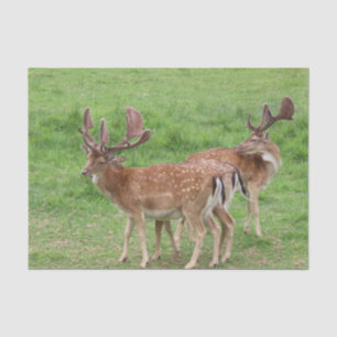 Papier Mousseline animal, cerf, faune, forêt, prairie, chasse, n