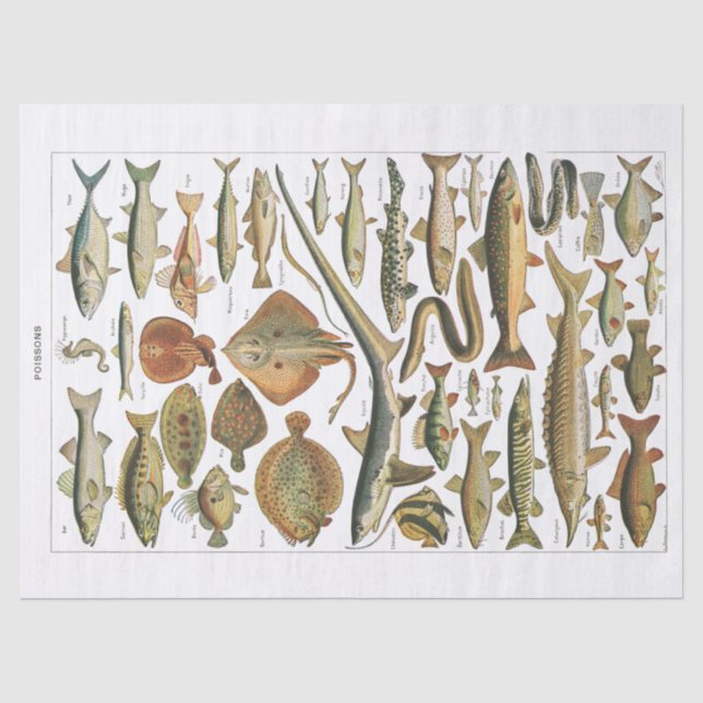 Papier Mousseline Antique carte de poisson artisanat (Recto)