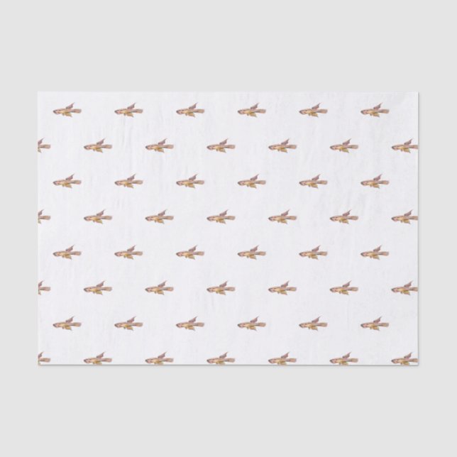 Papier Mousseline aphyosemion bitaeniatum ijebu ode Killifish (Recto)