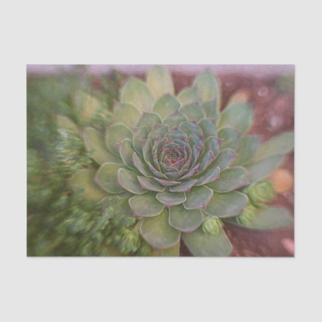 Papier Mousseline Aquarelle Succulente Rustique Vert Pays (Recto)