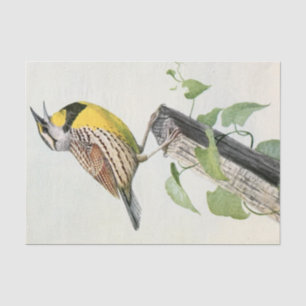 Papier Mousseline Aquarelle vintage de larve