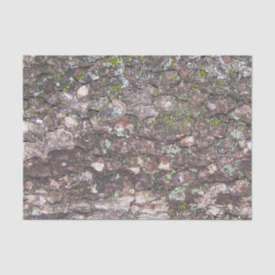 Papier Mousseline Arbre 2 - Mousse sur écorce