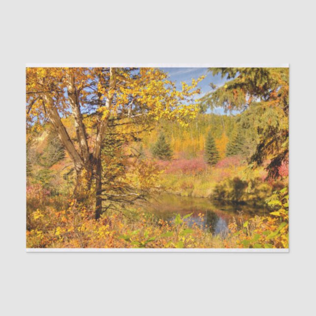 Papier Mousseline Arbre de bouleau d'automne (Recto)