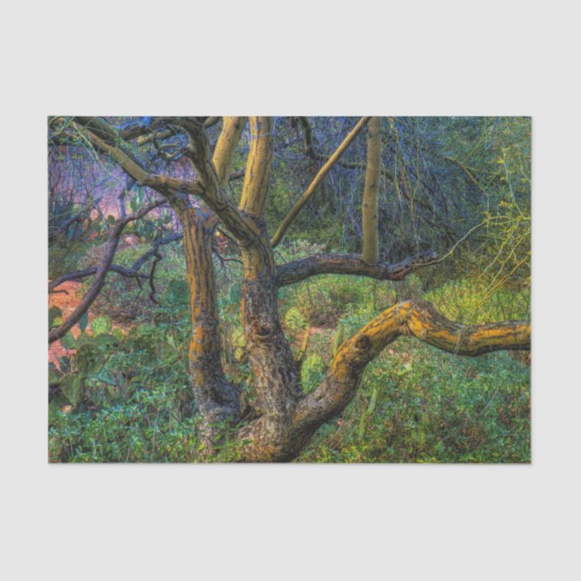 Papier Mousseline Arbre de Palo Verde (Recto)