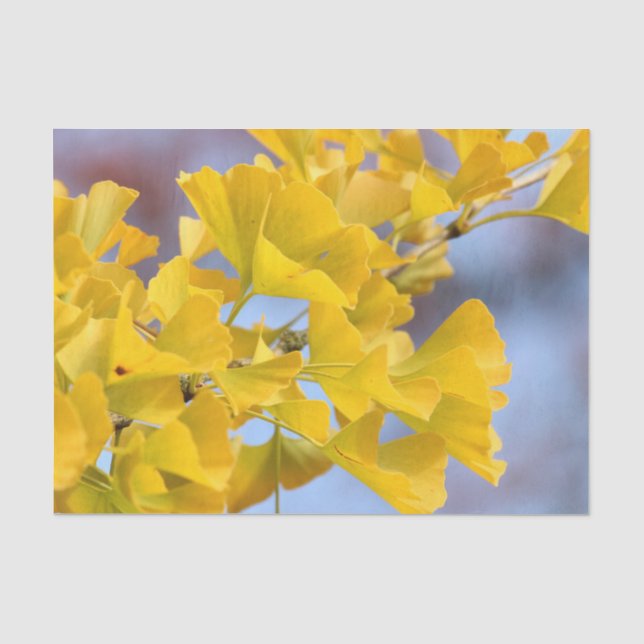 Papier Mousseline Arbre Ginkgo Feuille jaune (Recto)