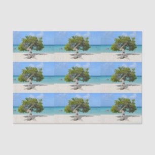 Papier Mousseline Arbre solo de Divi Divi dans Aruba