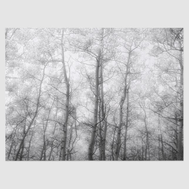 Papier Mousseline Arbres d'Aspen - Noir et blanc (Recto)