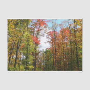 Papier Mousseline Arbres d'automne et ciel bleu Photographie de la n