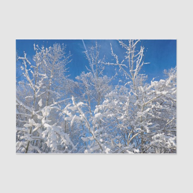 Papier Mousseline Arbres Neige hiver couvert Ciel bleu paysage (Recto)