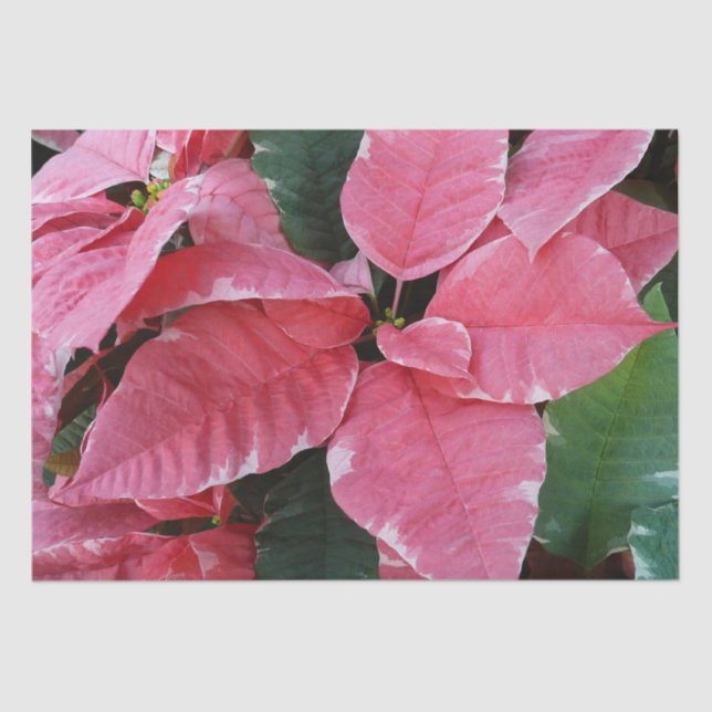 Papier Mousseline Argent Star Marbre Poinsettias Pink Holiday Floral (Recto)