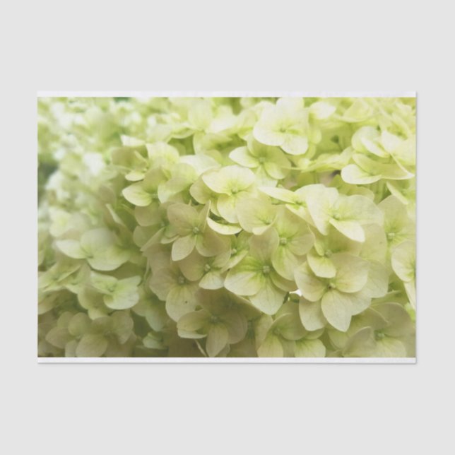 Papier Mousseline Arrière - plan blanc de fleur d'hortensia (Recto)