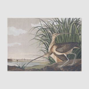Papier Mousseline Art vintage d'oiseau Courlis à long bec d'Audubon