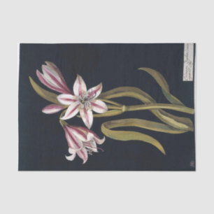 Papier Mousseline Asphodil Lily par Mary Delany