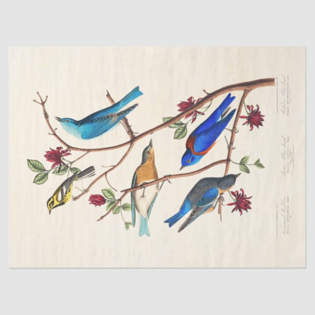 Papier Mousseline Audobon Bird ephemera tissue paper (Recto)