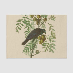 Papier Mousseline Audubon American Crow Black Bird