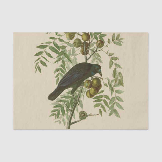 Papier Mousseline Audubon American Crow Black Bird (Recto)