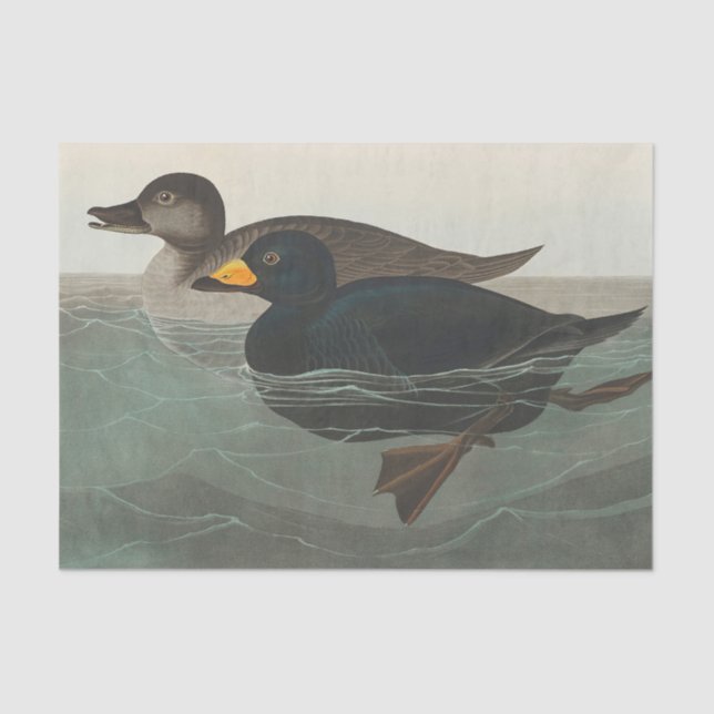 Papier Mousseline Audubon American Scoter Duck Classic (Recto)