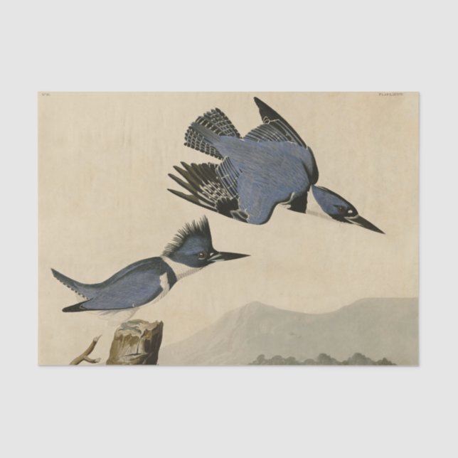 Papier Mousseline Audubon Belted Kingfisher Wildlife Bird (Recto)