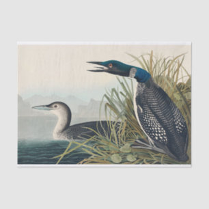 Papier Mousseline Audubon Bird Loon Diver Classic