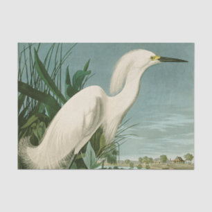 Papier Mousseline Audubon Héron de neige Oiseaux d'aigrettes blanche