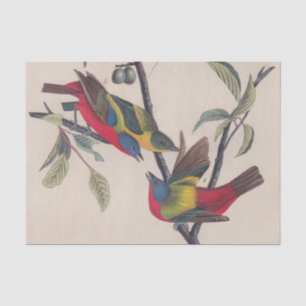 Papier Mousseline Audubon Peint Bunting Bird Wildlife