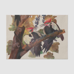Papier Mousseline Audubon Peinture d'Oiseaux Pic Pilé