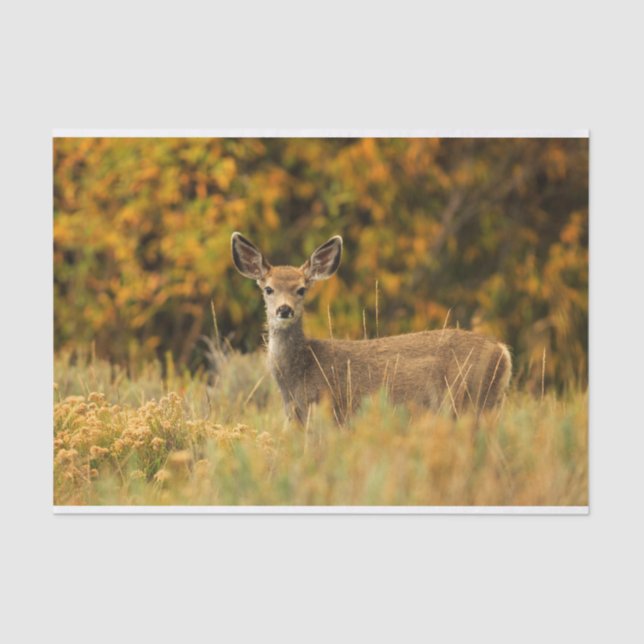 Papier Mousseline Autumn Deer Fawn (Recto)