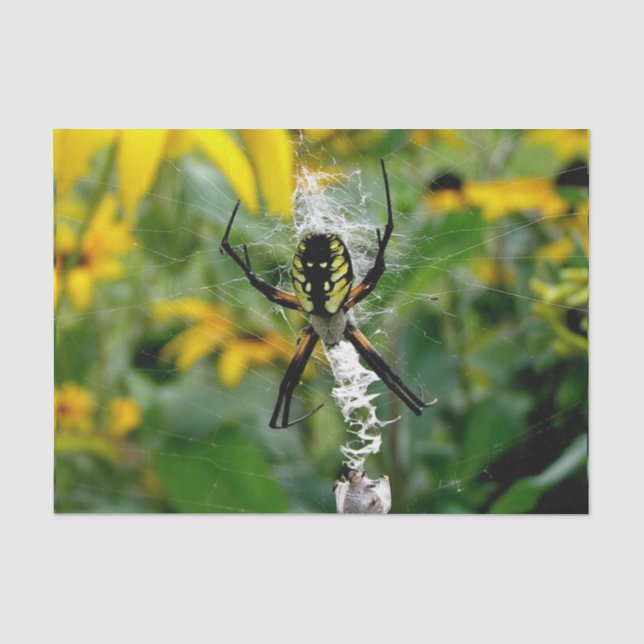 Papier Mousseline Awesome Photo Orb Spider dans le Web (Recto)