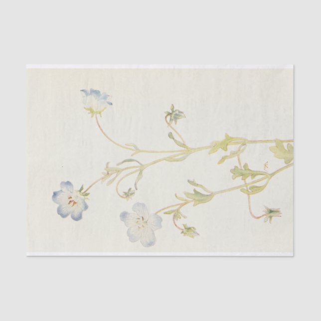 Papier Mousseline Baby Blue-Eyes par Margaret Armstrong (Recto)